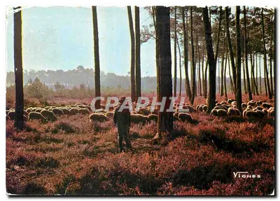 Bilhete postal moderno Visão das Landas Rebanho de ovelhas ao amanhecer