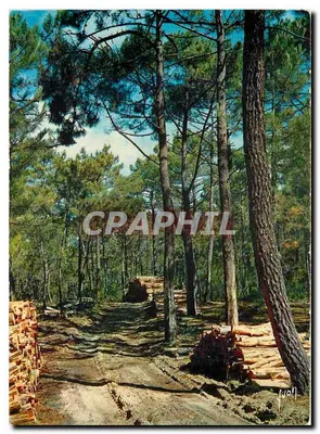 Sub-bosque de pinheiros perto do Oceano — Edições Jean-Jaurès, Paris
