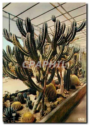 Jardim Exótico de Sanary-sur-Mer — Cactos em estufa — Edições 'MAR' Nice