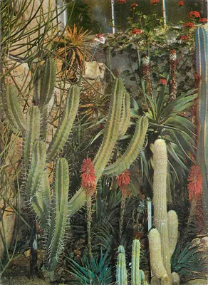 Jardim Exótico e Zoológico de Sanary — Cactos Mexicanos — Éditions Bandol