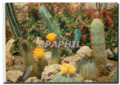 Jardim exótico — Maravilhosa floração dos cactos raros do México — Éditions Marcel, Paris