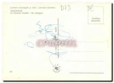 Cacatoès familiar — Jardim Exótico & Zoológico - Sanary Bandol — Papayouki — Verso