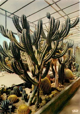 Jardim Exótico de Sanary-sur-Mer — Cacto em estufa — Edições 'MAR' Nice