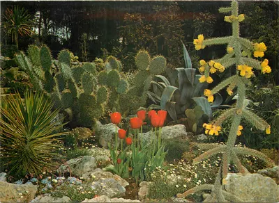 Jardim Exótico & Zoológico — Cactos Mexicanos — Les Éditions Chromo