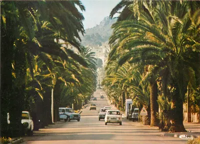 Hyères - Avenida Alexis-Godillot — vista da estrada cercada de palmeiras — Éditions S.M.D. Impressions Combier