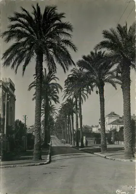 Hyères-les-Palmiers — Avenida Costa de Beauregard — CIM