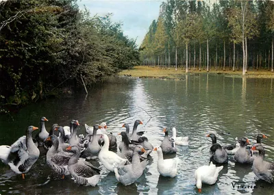 Bilhete postal moderno Rosto das Landas Buraco das Gansos Seu vale e a Palud restam na minha memória