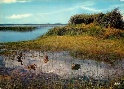 Patos em um lago — nas landes — editor IRIS, n° 400113