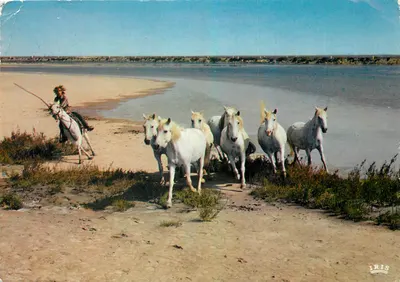 Camargue — Poursuite dos cavalos selvagens — Editor IRIS, n°13.200/174