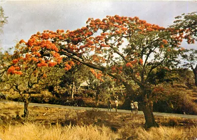 Árvore flamboyante em flores — Ilha de La Réunion — Edições H. M. BADAT