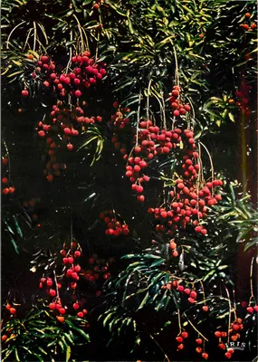 Litchis maduros — Editor IRIS — Série 7838 - Letchis