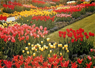 Tulipas em flor — coleção Tulpen / Tulipa gesneriana — editor Fotokunst Groh, München 70