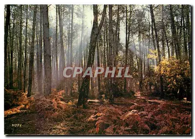 Floresta de pinheiros no outono — Fotografia MOPY — n° 40-1468