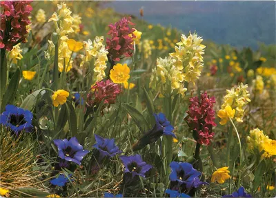 Flores das Alpes — Alpenblumen — Druck und Verlag Engadin Press AG, Samedan, n° 476
