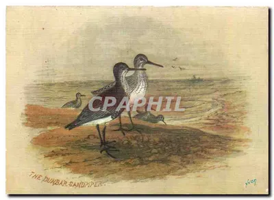 The Dunbar Sandpiper — ilustração naturalista — Éditions d'art Bécasseau, n° 24 4 80 022*
