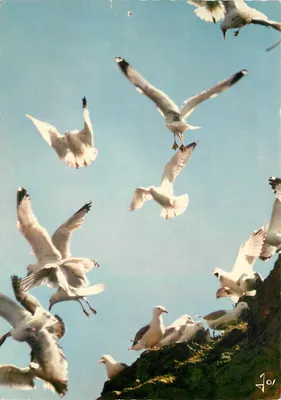 Aves da Bretanha — Gaviões prateados — Edições d'Art Jos, n° MX 1083