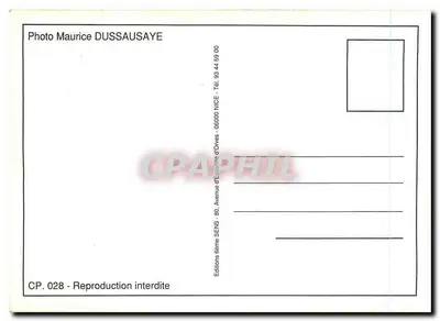 Piesek Cocker Spaniela — n° CP. 028 — Rewers