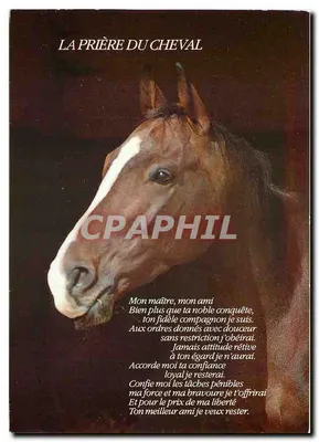 A Oração do Cavalo — poema sobre um cavalo com olhar suave — midicap (M.M.I) 001820