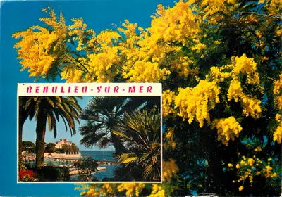 Beaulieu-sur-Mer — mimosa em flor — Mexichrome
