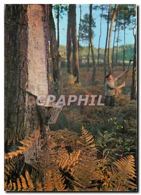Um resinoso — Floresta de pinheiros — Edições Filatélicas 40