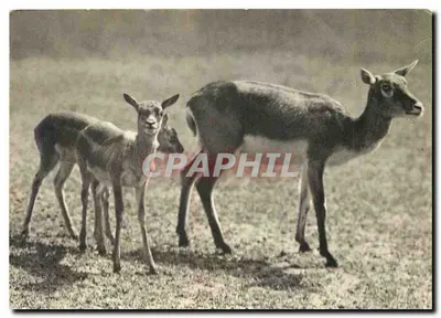 Um grupo de Gazelas da Índia — Parque Zoológico do Bois de Vincennes — editor Dräger, Paris