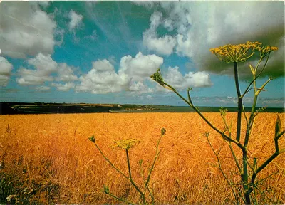Campo de trigo em Belle-Île-en-Mer — Photo Artalain & Cie — n° 49
