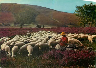 Paisagem de montanha com pastor e rebanho — editor IRIS, n° 190017