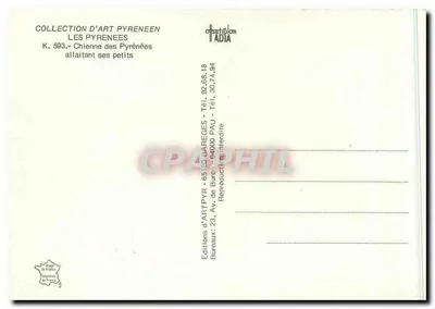 Cachorro das Pirineus amamentando seus filhotes — Edições d'ARTPYR, série K. 593 — Verso