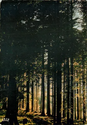Floresta densa — Sous-bois — Editor IRIS