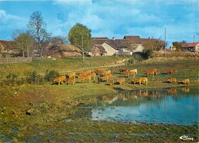 Rebanho no Limousin — (Hte-Vienne) — Cinq