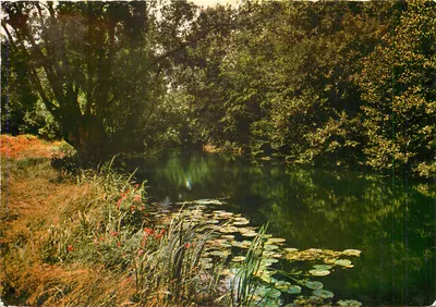 Paisagem de rio com nenúfares — L'Yerres — Edição 'Images de France' n° 16