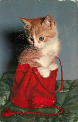 Gatinho em uma bolsa vermelha — edição colorida — n°56