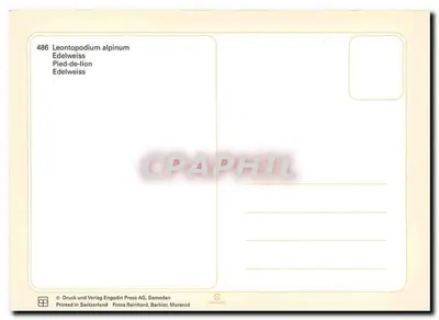 Leontopodium alpinum — Edelweiss — Druck und Verlag Engadin Press AG, Samedan — Verso