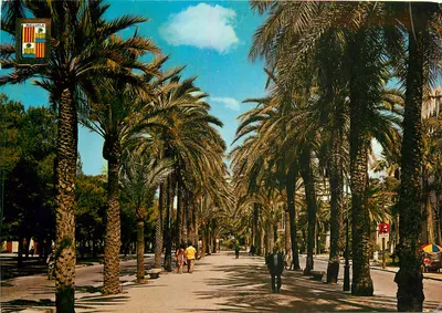 Mallorca — Avenida dos palmazeiros — Edições Olega, n° 1427