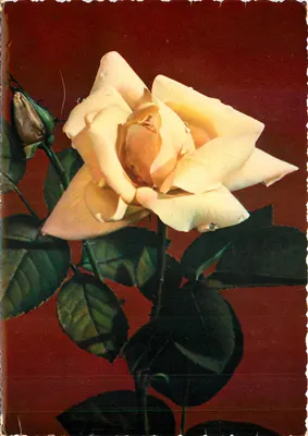 Rosa branca — fundo vermelho — reprodução do editor 'Reproduzione'