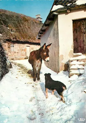 Camelo e cachorro em uma rua nevada — Iris — n° 15/189