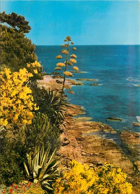 Vegetação exótica — A Mediterânea — Editor: La Ferrière, 43-000