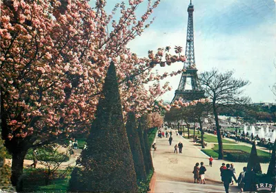 Paris - A Torre Eiffel — vista dos jardins com cerejeiras em flor — IRIS