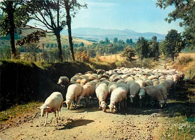 Transumância — rebanho de ovelhas em estrada de campo — Edições d'Art YVON, n° 8210