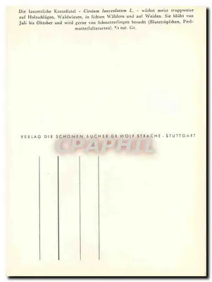 La Cratze distel — Cirsium lanceolatum L. — e uma borboleta Zygaena carniolica — P. Günther, 1943 — Verso