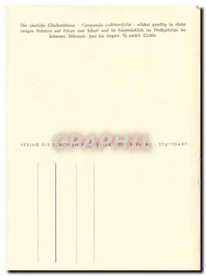 A bela campainha — Campanula cochlearifolia — edição Ph. Goimwer 1952 — Verso