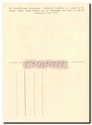A campainha com folhas de nèfle — Campanula trachelium L. — edição de 1943 por P.J. Gonner — Verso