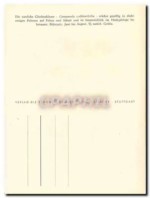 A bela campainha — Campanula cochlearifolia — Ph. Gómmner 1952 — Verso
