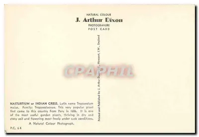 Nasturtiums — variedades coloridas — J. Arthur Dixon, P.C. 64 — Verso
