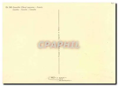 Camélia japonica — flores vermelhas — Thor & Oyger, Gr. 343 — Verso