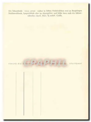 Heide zimowa — Erica carnea L. — Dr. Gönner 1952 — Rewers