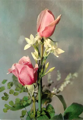 Flores — rosas e jasmim — editor Valentinian, n° 50689