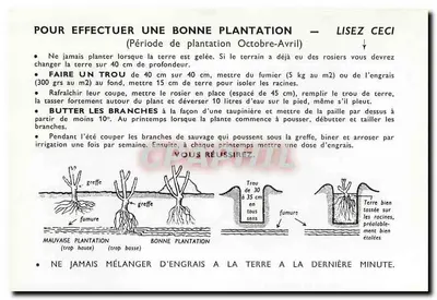 Rosa — ÉMINENCE (Gaujard) — Editor ÉMINENCE (Gaujard) — Verso