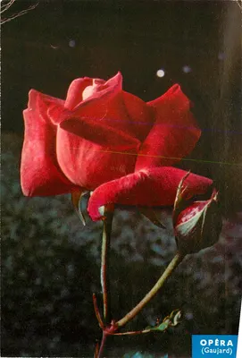 Rose OPÉRA — (Gaujard) — edição Gaujard