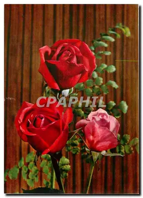 Rosas — três flores vermelhas e uma rosa pálida — editor Kiritote